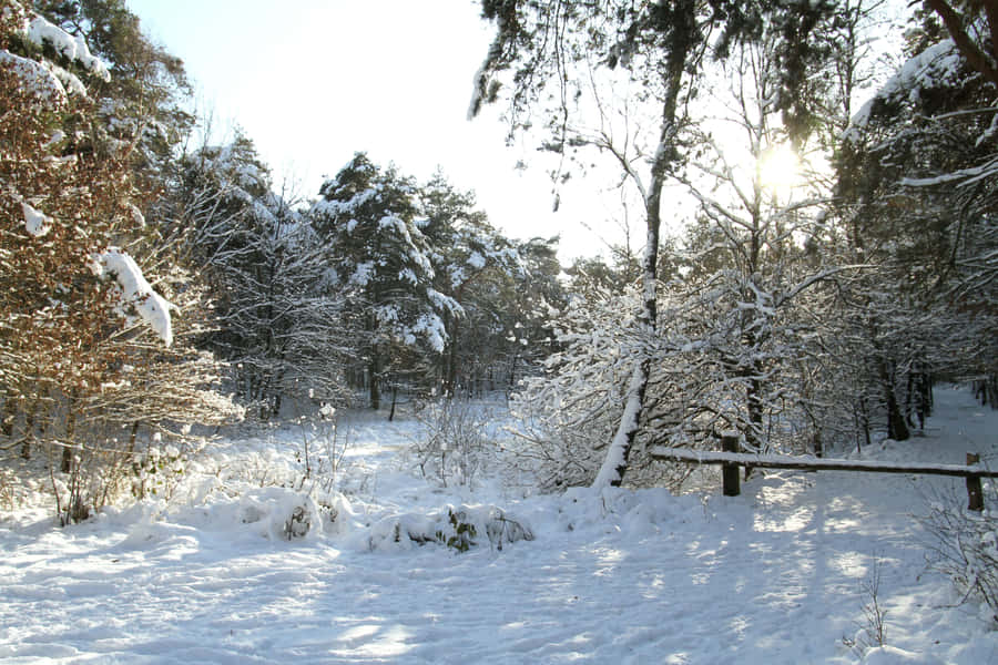 Winter Sunrisein Tilburg Forest.jpg Wallpaper