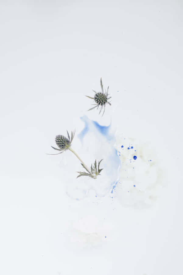 Winter Thistlein Snow.jpg Wallpaper