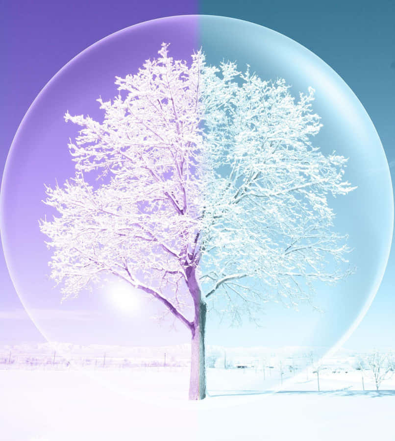 Winter Tree Snow Globe Wallpaper