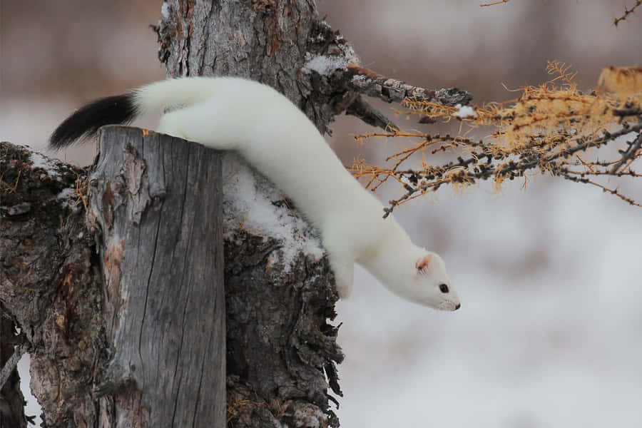 Winter Weaselon Tree Wallpaper