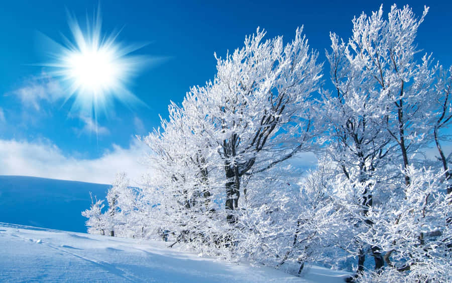 Winter Wonderland Sun Shine Desktop Wallpaper