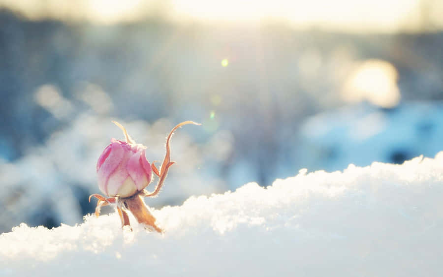 Winter Wonderland With Blooming Flowers Wallpaper