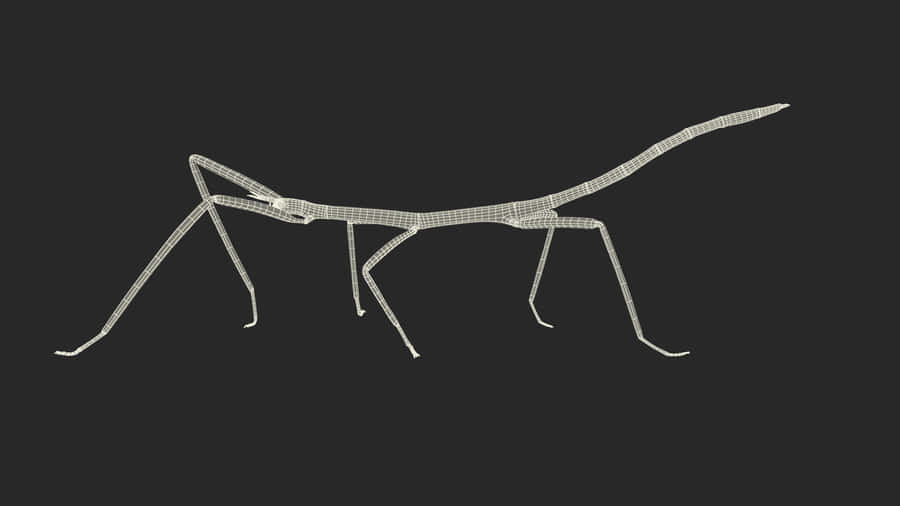 Wireframe Walkingstick Insect Wallpaper