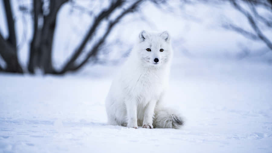 Wolf Standing Gracefully In The Snowy Wilderness Wallpaper