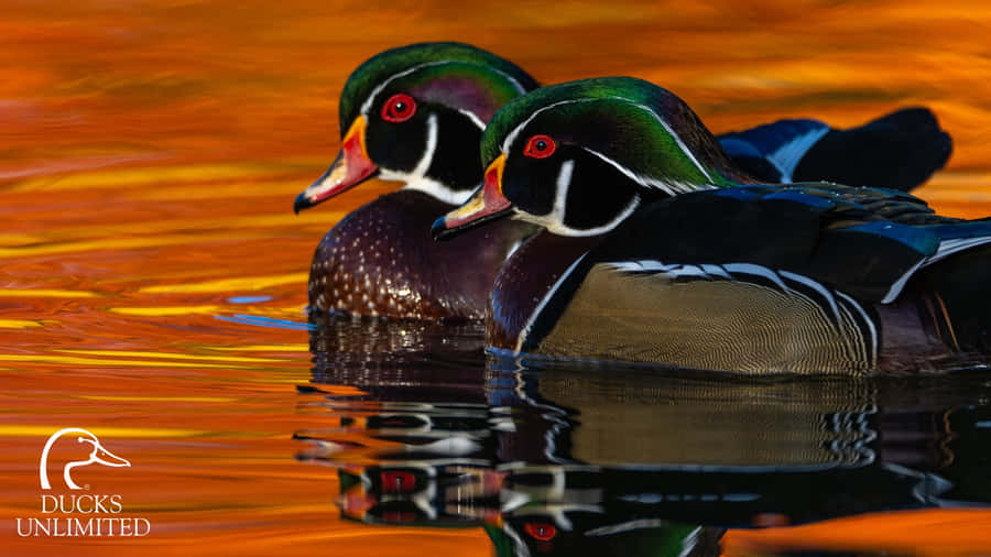 Wood Ducks At Sunset Wallpaper