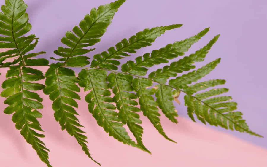 Wood Fern Green Plant Aesthetic Wallpaper