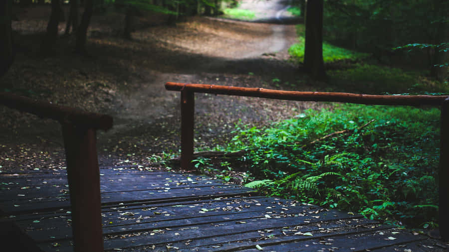 Wooden Bridge In Forest Summer4k Ultra Wide.jpg Wallpaper