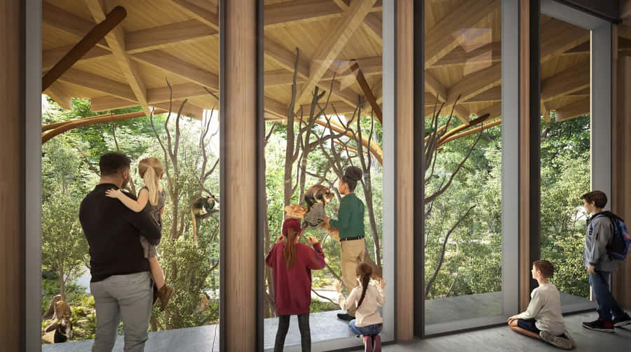 Woodland Park Zoo Primate Encounter Wallpaper