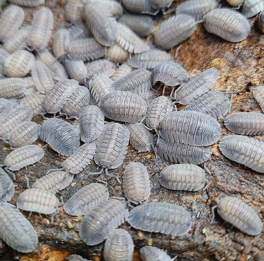 Woodlice_ Gathering_on_ Wood Wallpaper