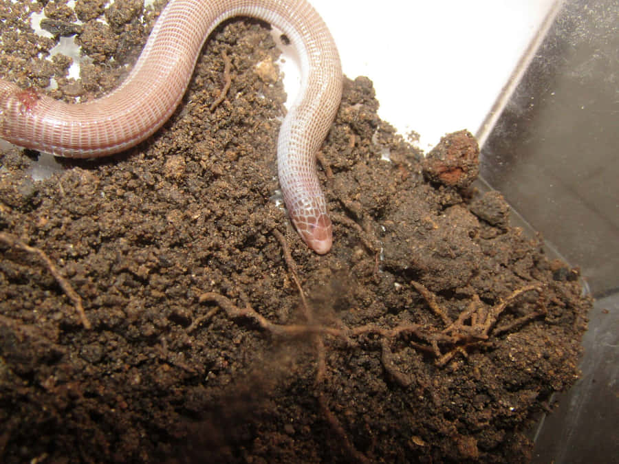 Worm Lizardin Habitat.jpg Wallpaper