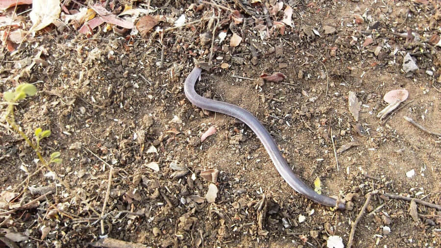 Worm Lizardin Natural Habitat.jpg Wallpaper
