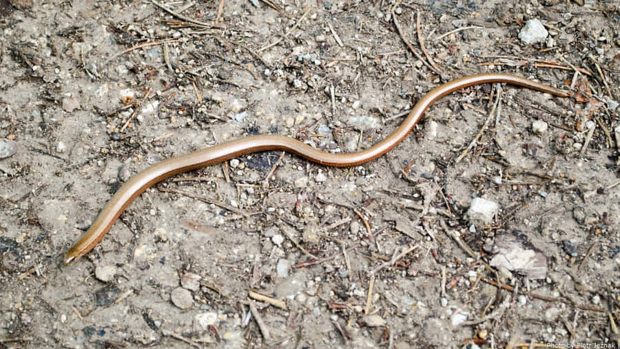Worm Lizardon Ground.jpg Wallpaper