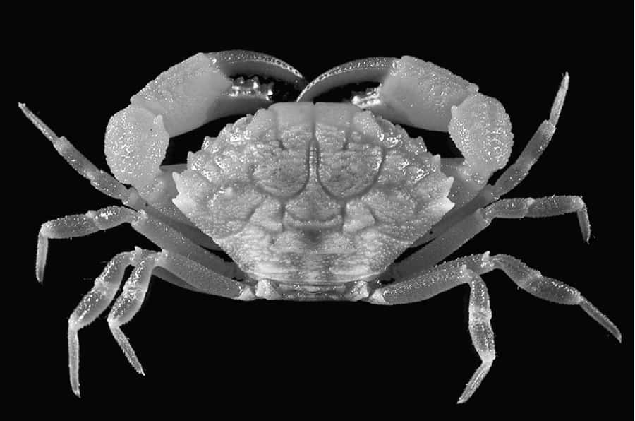 Xanthid Crab Blackand White Wallpaper
