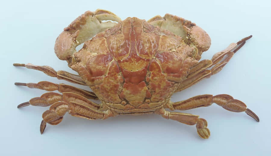 Xanthid Crab Top View Wallpaper