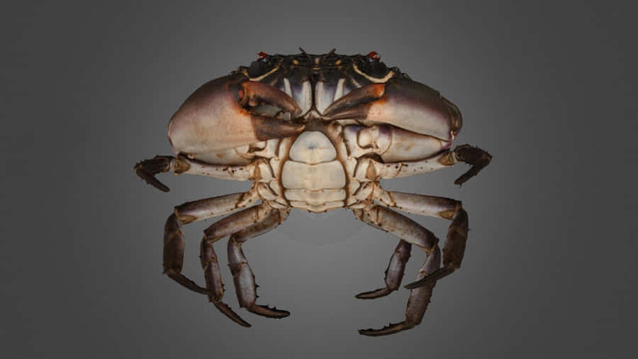 Xanthid Crab Underbelly View Wallpaper