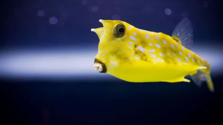 Yellow Cowfish Underwater Scene Wallpaper