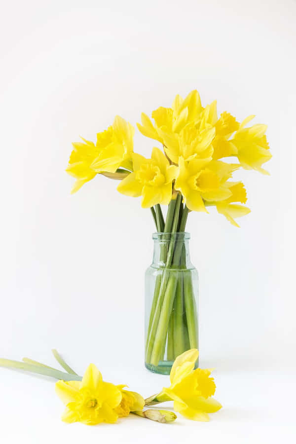 Yellow Daffodilsin Glass Vase Wallpaper