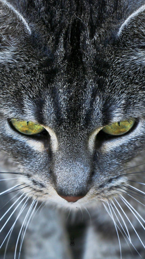 Yellow Eyed Black Tabby Cat Iphone Wallpaper