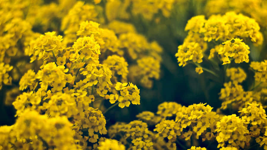 Yellow Floral Bloom Wallpaper