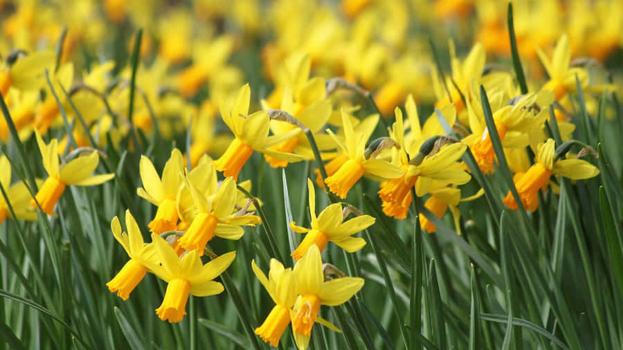 Yellow Floral Daffodil Field Wallpaper
