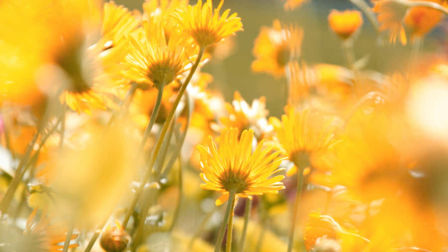Yellow Floral Field Wallpaper