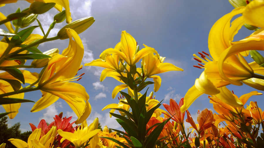 Yellow Floral Garden Bloom Wallpaper