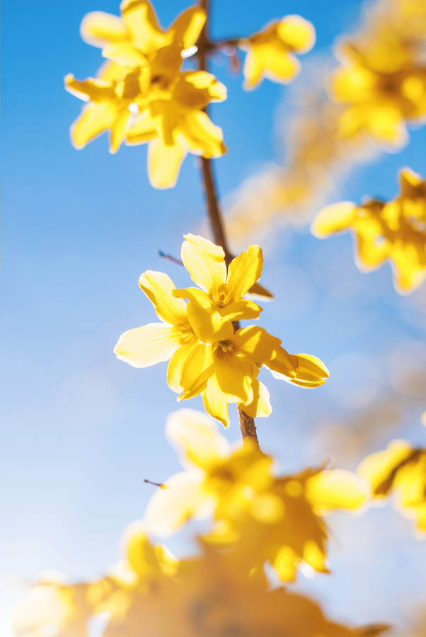 Yellow Flowers In Spring Wallpaper