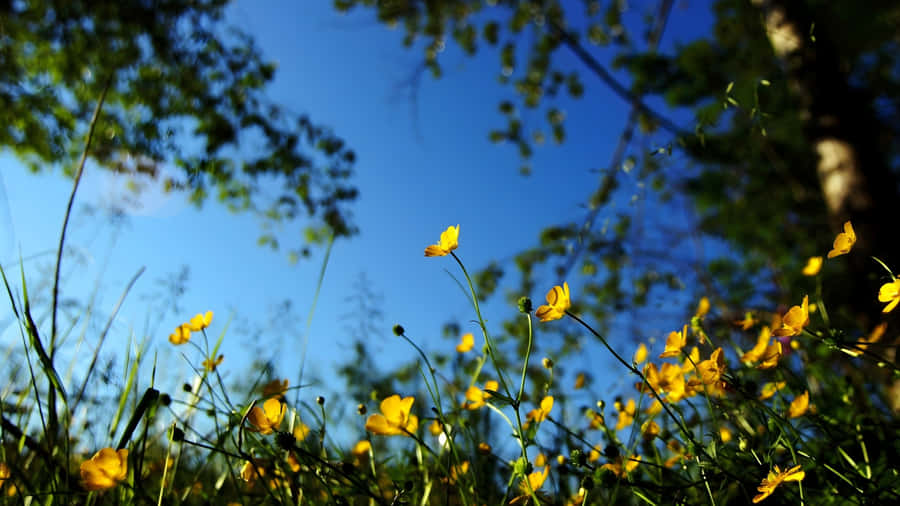 Yellow Flowers With Blue Sky Wallpaper