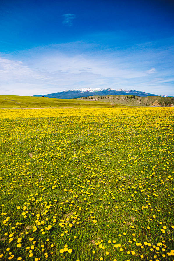 Yellow-green Meadow Wallpaper