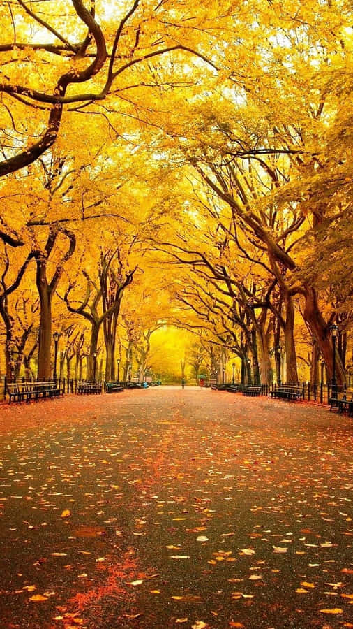 Yellow Leaves In Autumn Wallpaper