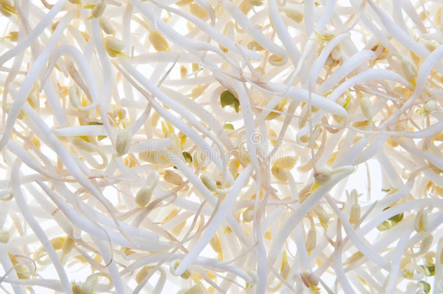 Yellow Mung Bean Sprouts Vegetable Wallpaper