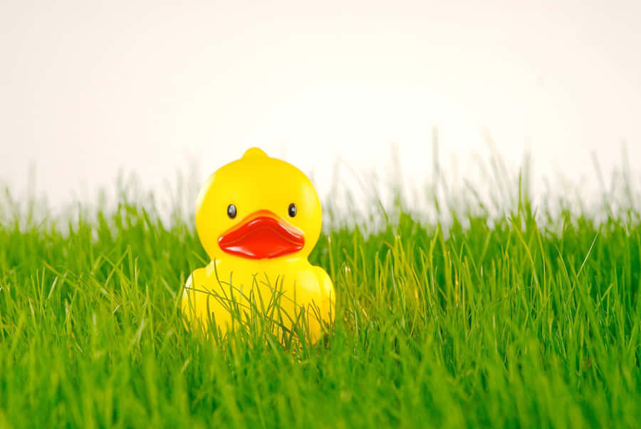 Yellow Rubber Duckin Grass Wallpaper