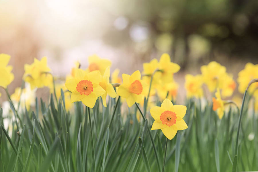 Yellow Spring Flowers Wallpaper