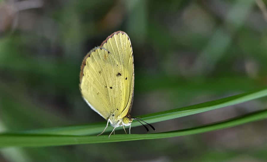Yellow Sulphur Butterflyon Leaf.jpg Wallpaper