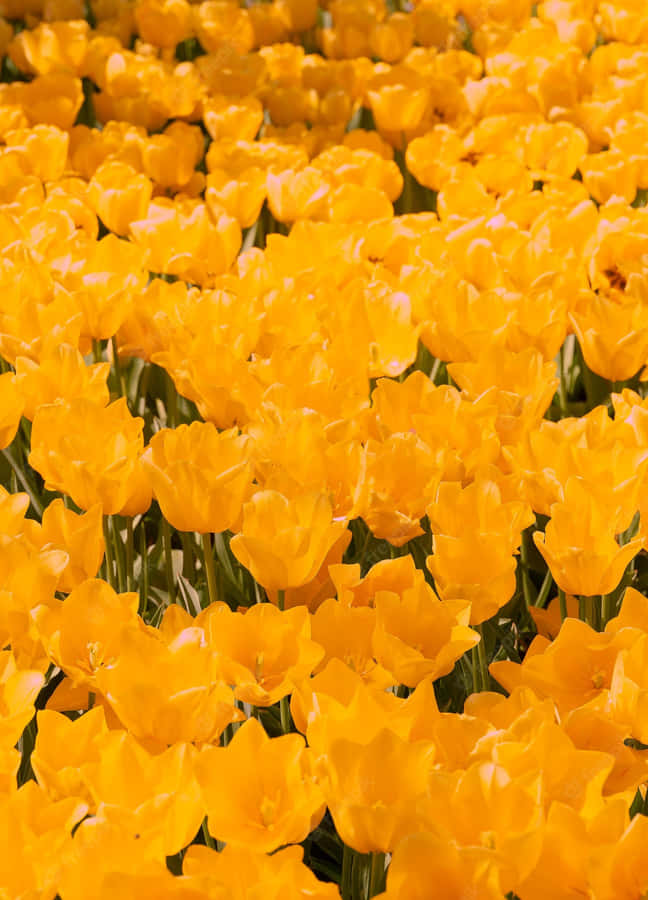 Yellow Tulips 1441 X 2000 Wallpaper Wallpaper
