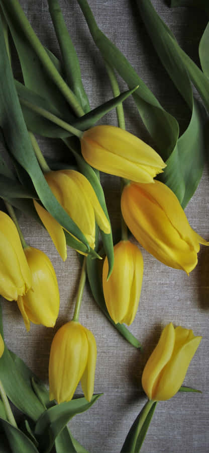 Yellow Tulips In Bloom Wallpaper