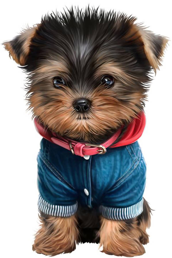 Yorkie Puppy Denim Polo Wallpaper