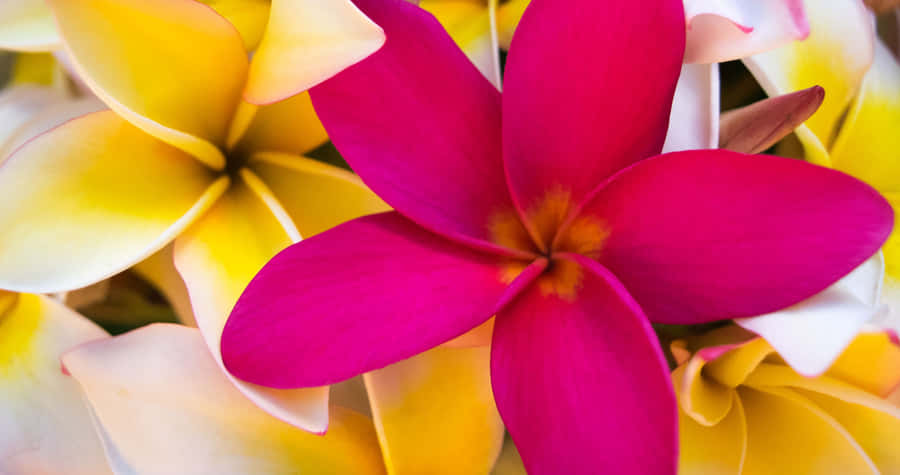 Young Family Relaxing On A Beautiful Beach Wallpaper