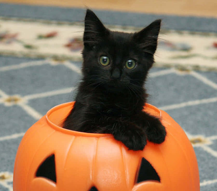 Your Pet Wants A Halloween Costume Too! Wallpaper