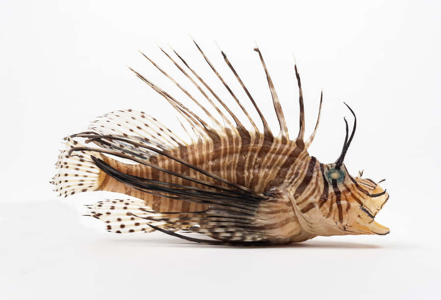 Zebra Lionfish Profile Wallpaper