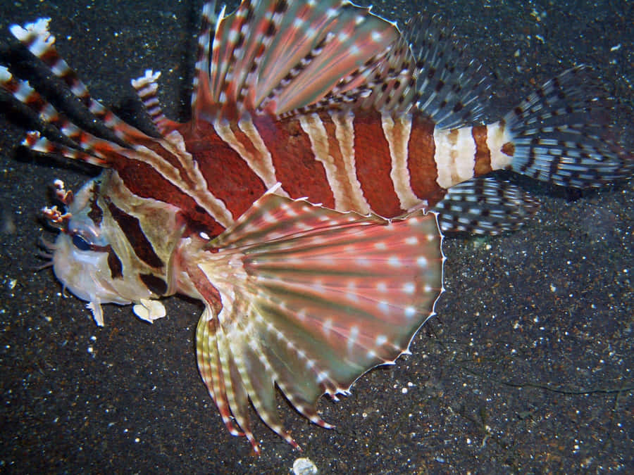 Zebra Lionfish Underwater Display Wallpaper