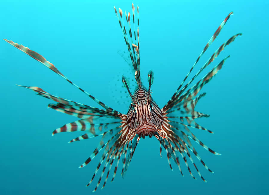 Zebra Lionfish Underwater Spectacle Wallpaper