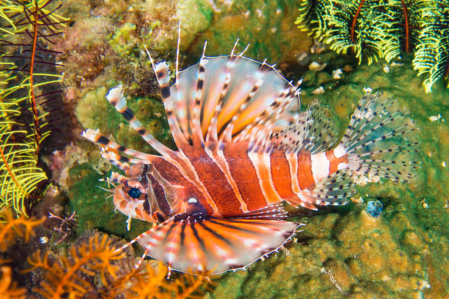 Zebra Lionfishin Natural Habitat Wallpaper