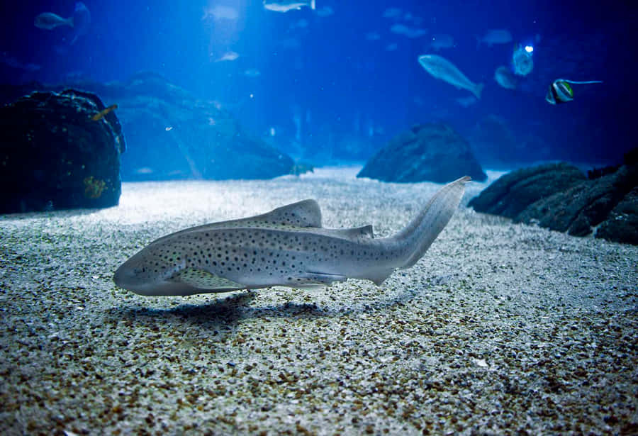 Zebra Shark Restingon Ocean Floor Wallpaper