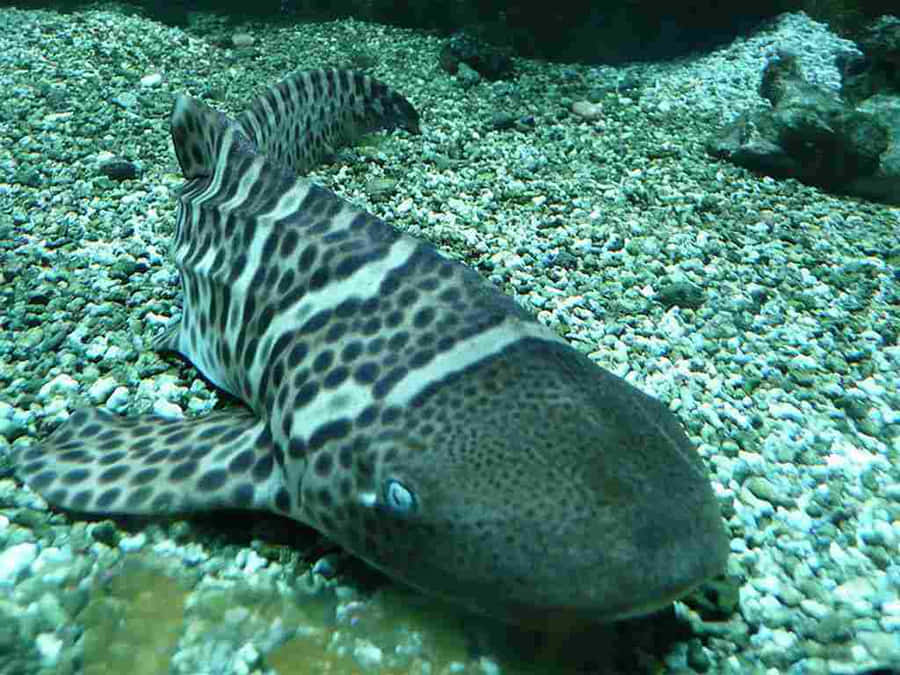 Zebra Shark Restingon Ocean Floor.jpg Wallpaper