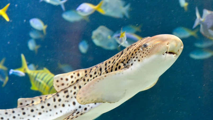 Zebra Shark Swimming Among Fish.jpg Wallpaper
