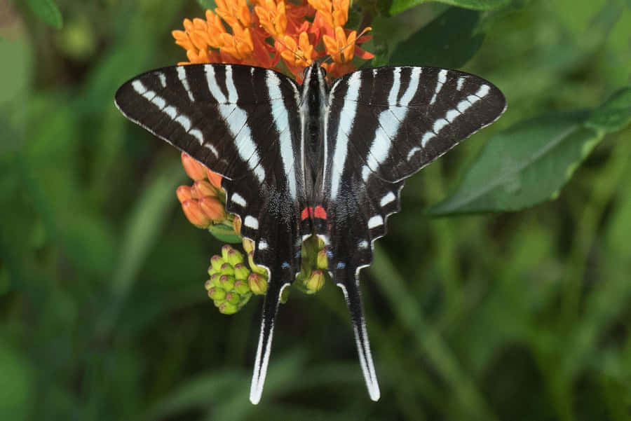 Zebra Swallowtail Butterflyon Flower.jpg Wallpaper
