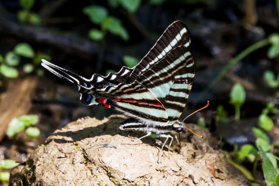 Zebra Swallowtail Butterflyon Ground Wallpaper