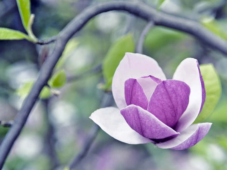 Zoomed Hd Lovely Magnolia Flower Wallpaper
