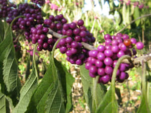 100% Organic Purple Berries In A Basket Wallpaper